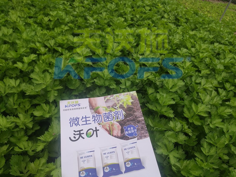 芹菜用什么肥料長(zhǎng)的快？菜農(nóng)推薦這款！