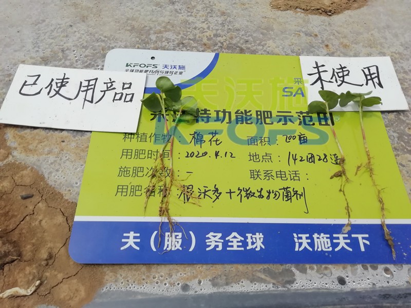 水溶肥-棉花用采法特菌劑+根沃多效果.jpg