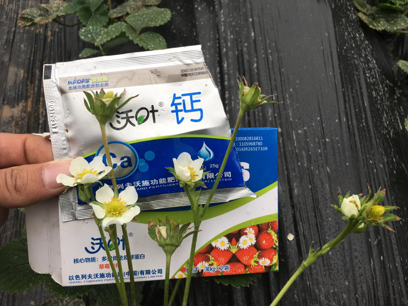 水溶肥-草莓用沃葉鈣肥效果.png