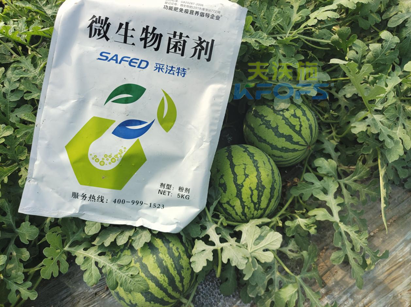 種西瓜用什么肥料好-采法特菌劑.png