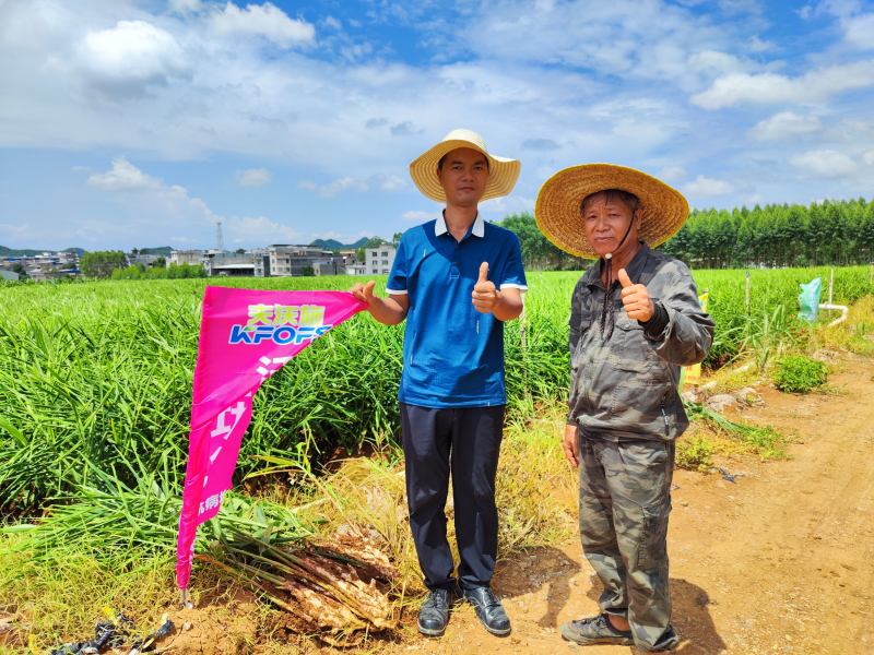 生根劑-大姜用沃葉用戶見證.png