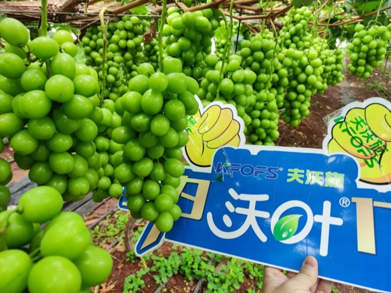 水溶肥選對了，葡萄種植不用愁